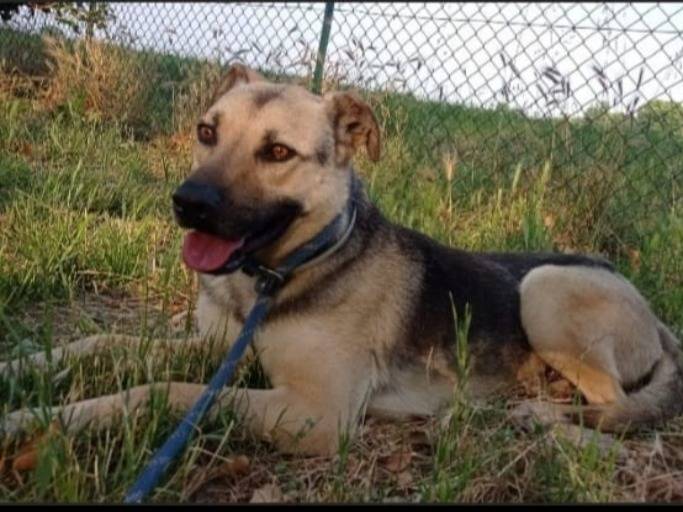 Adozione cane, maschio, Razza sconosciuta Razza sconosciuta, 7 anni, taglia media, Milano