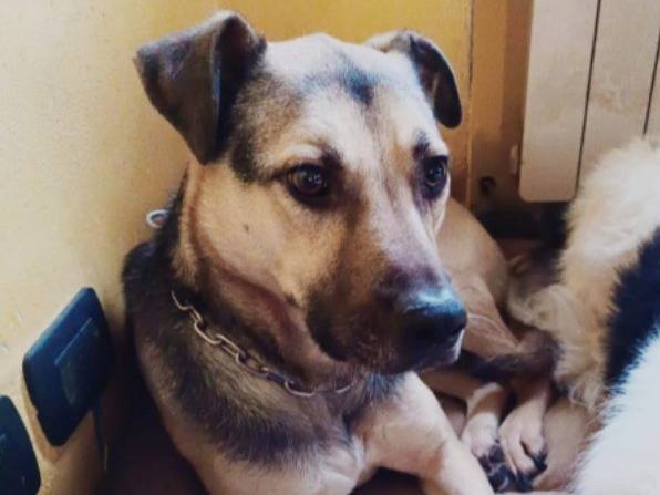 Adotta un cane, maschio, 7 anni, Milano