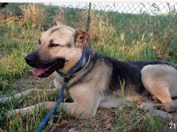 Adotta un cane, taglia media, maschio, Milano