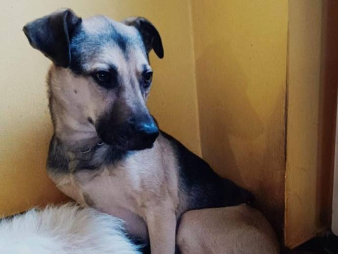 Vuoi adottare un cane a Milano?