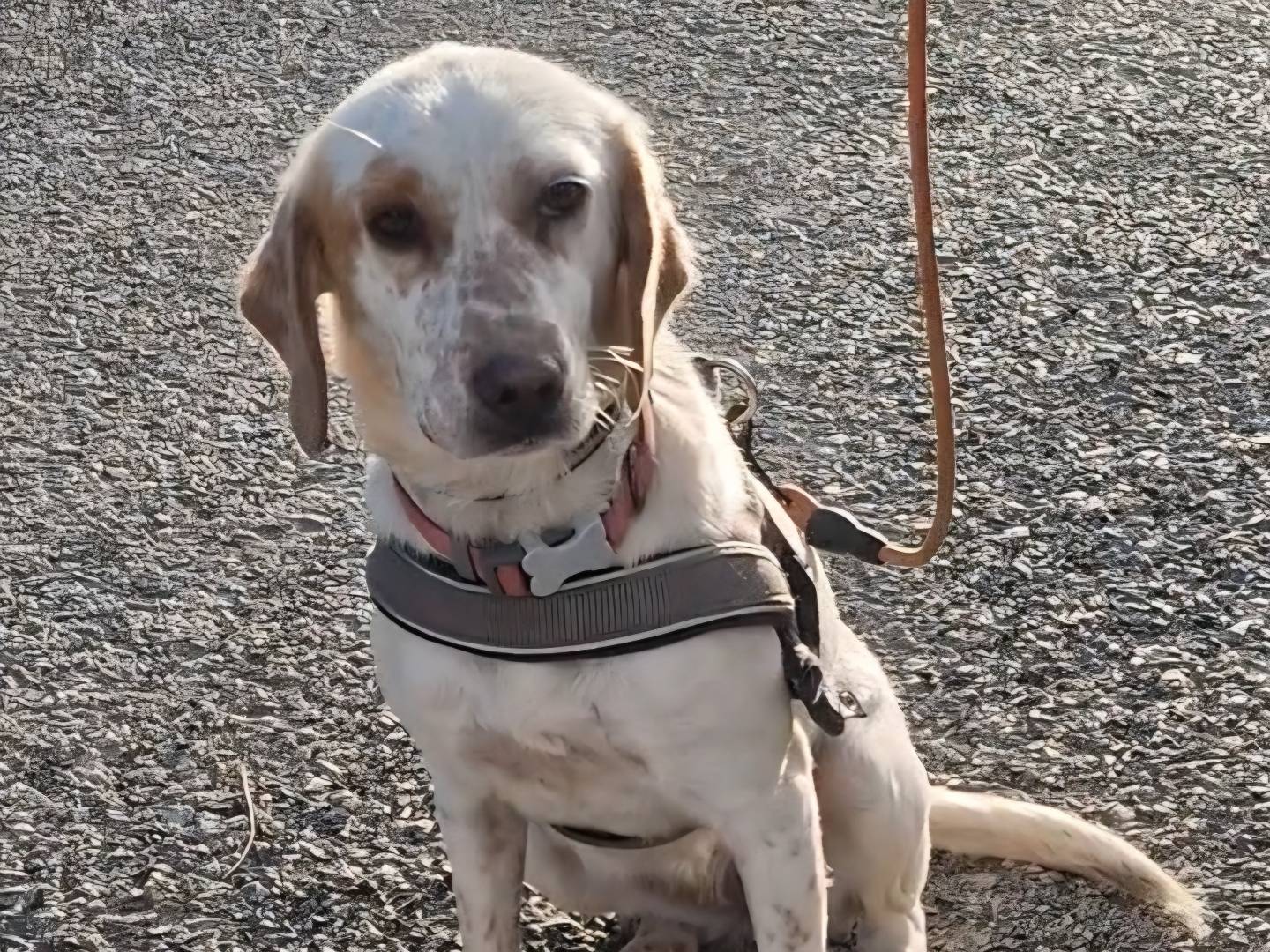Adotta un cane, taglia media contenuta, femmina, Palermo