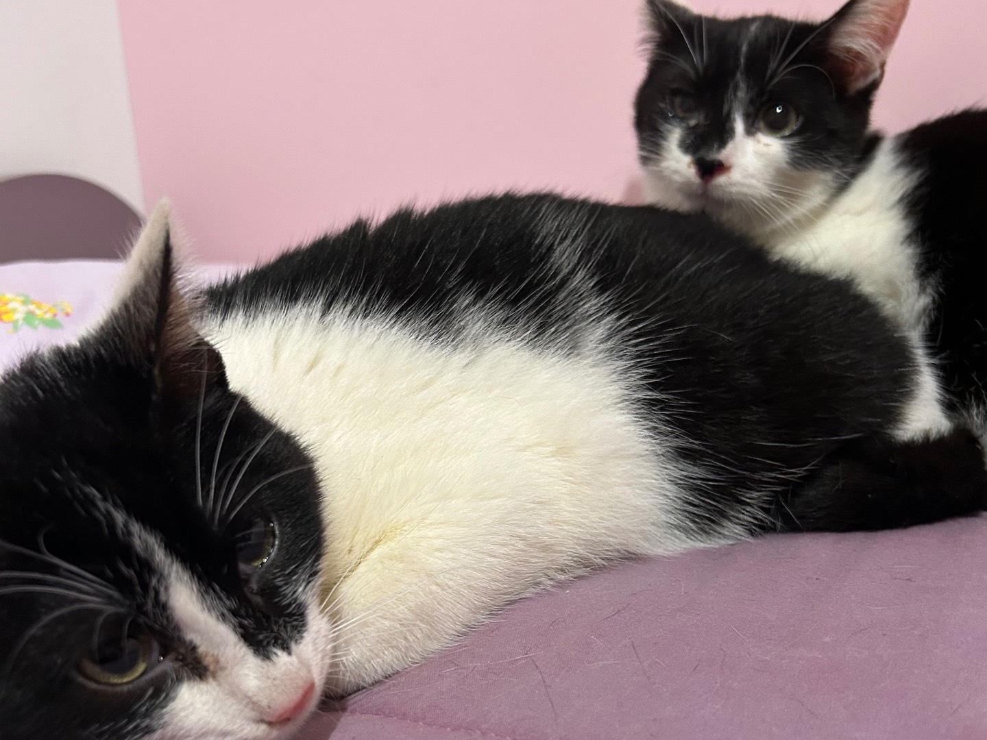 Vuoi adottare un gatto a Bari?