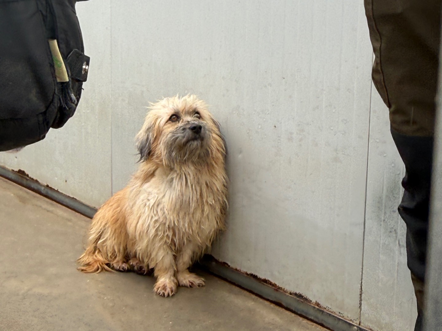 Adotta un cane, maschio, 2 anni e 1 mese, Latina