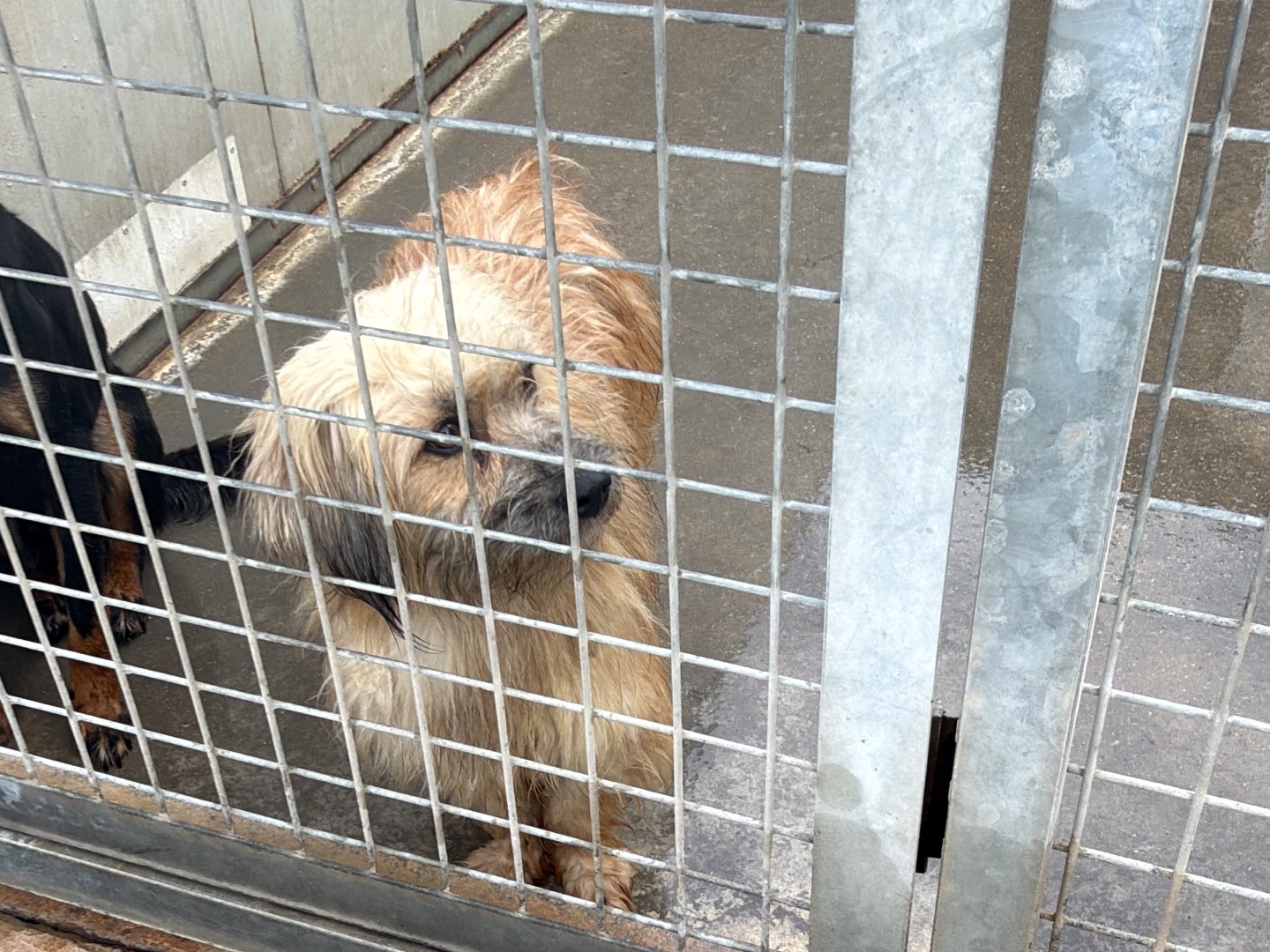 Adotta un cane, taglia piccola, maschio, Latina