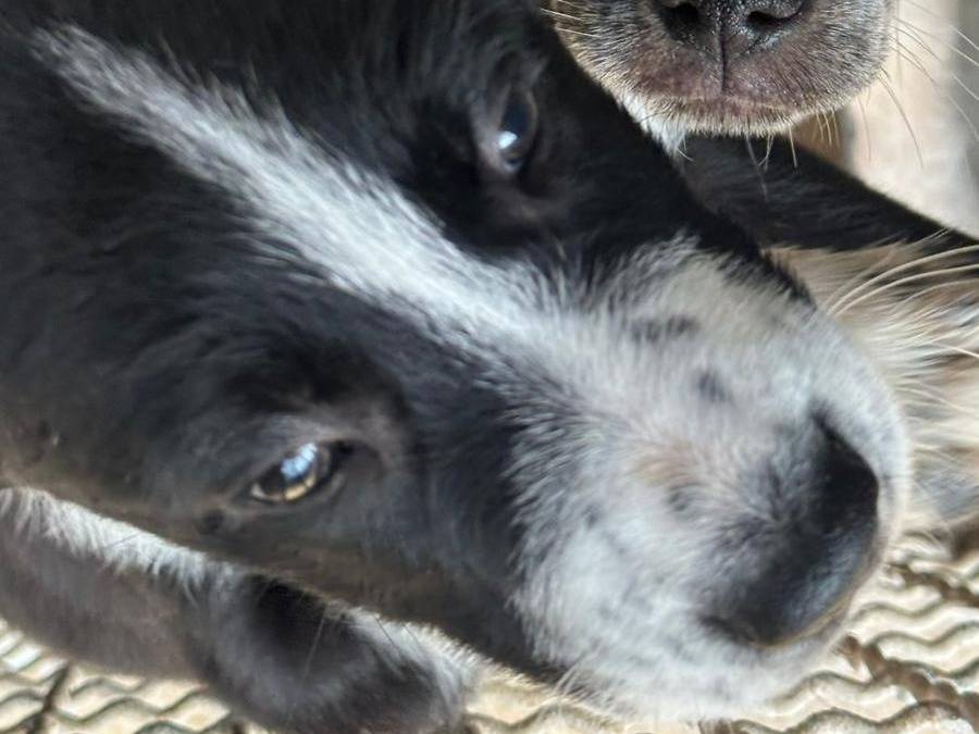 Adotta un cane, maschio, 2 mesi, Trapani