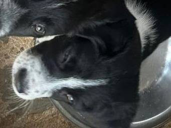 Adotta un cane, taglia media, maschio, Trapani