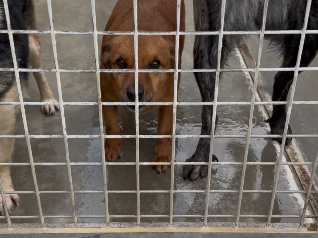 Adotta un cane, taglia piccola, maschio, Latina