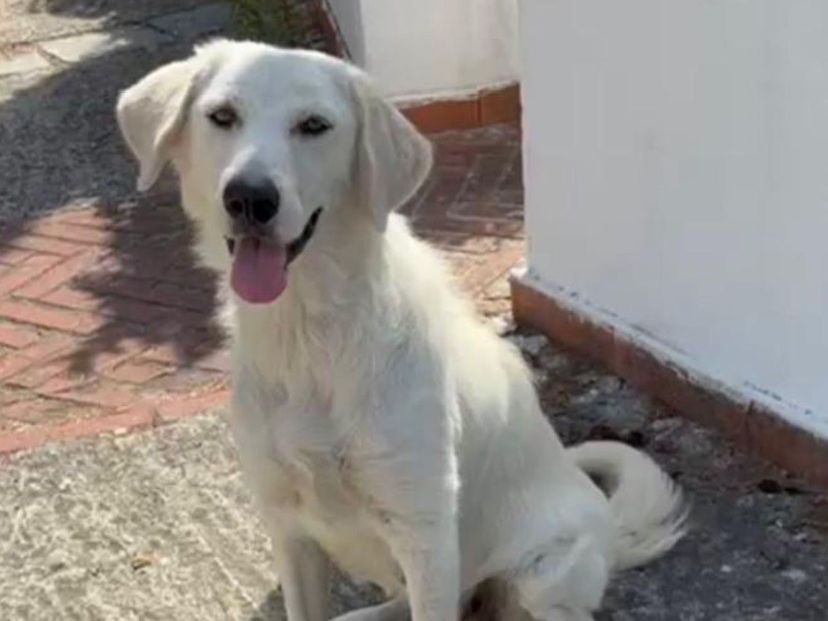 Adozione cane, femmina, Razza sconosciuta Razza sconosciuta, 2 anni e 6 mesi, taglia media, Latina
