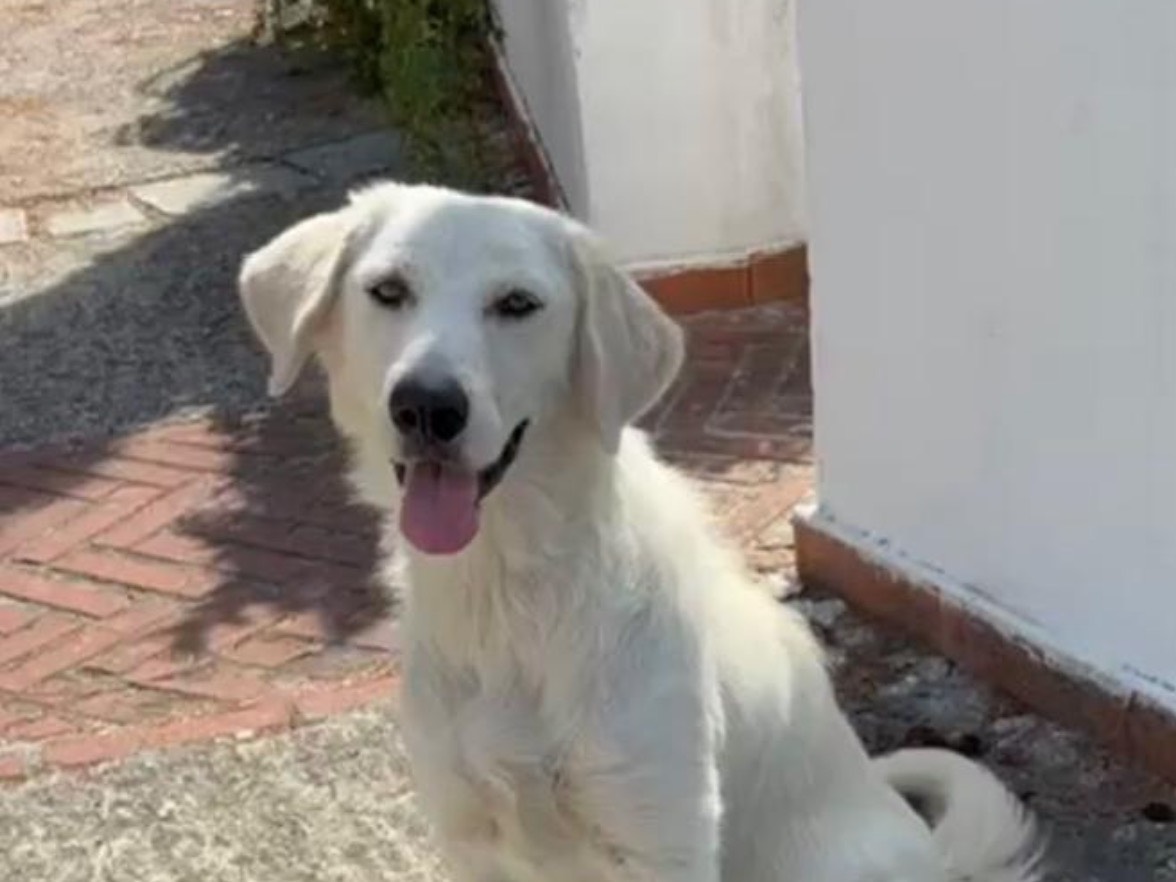 Adotta un cane, femmina, 2 anni e 6 mesi, Latina