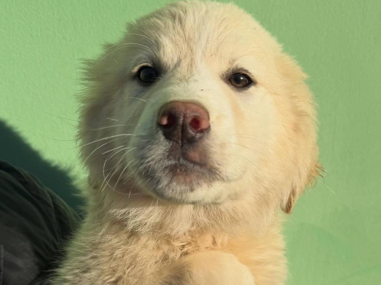 Adotta un cane, femmina, 3 mesi, Matera