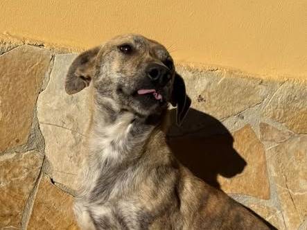 Adozione cane, femmina, Razza sconosciuta Razza sconosciuta, 1 anno e 9 mesi, taglia media contenuta, Matera