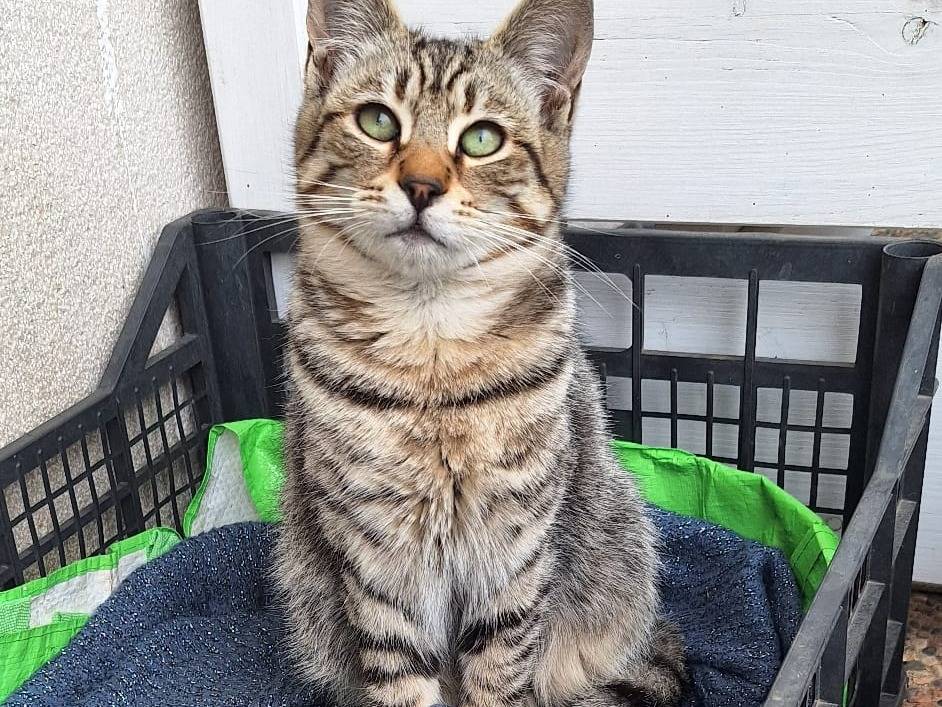 Adotta un gatto, taglia non valida, maschio, Milano