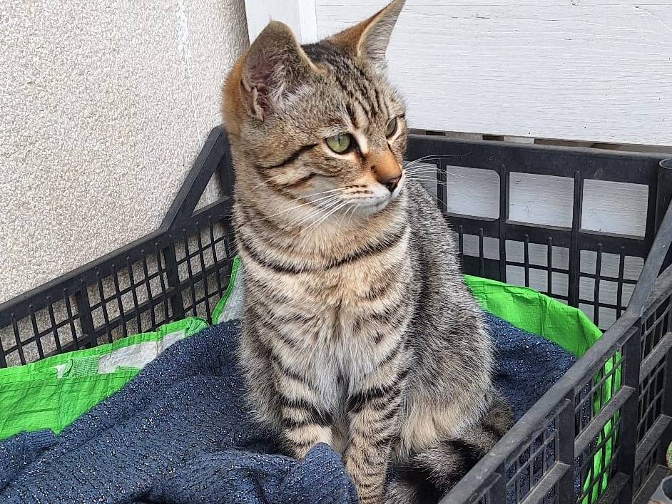 Vuoi adottare un gatto a Milano?