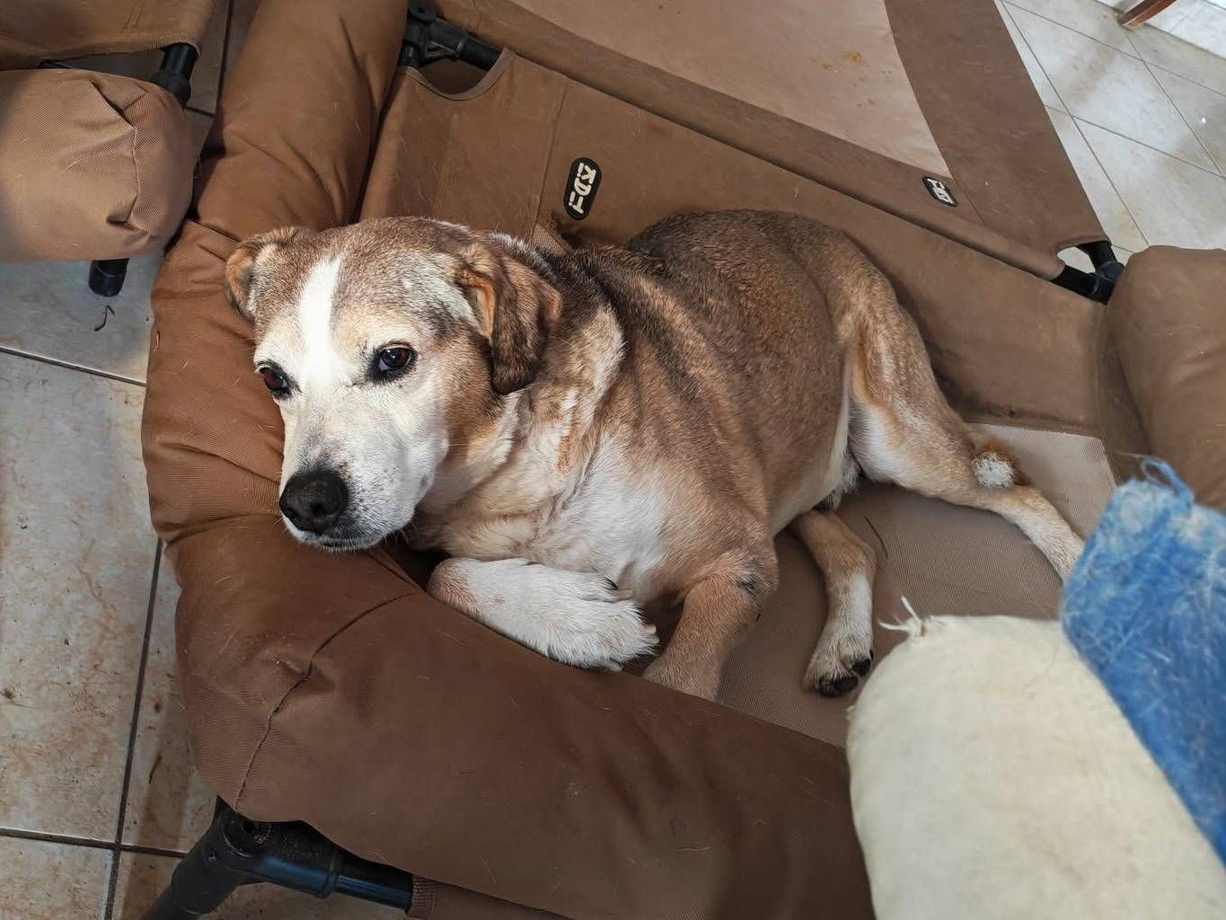 Adotta un cane, maschio, 14 anni e 8 mesi, Vibo