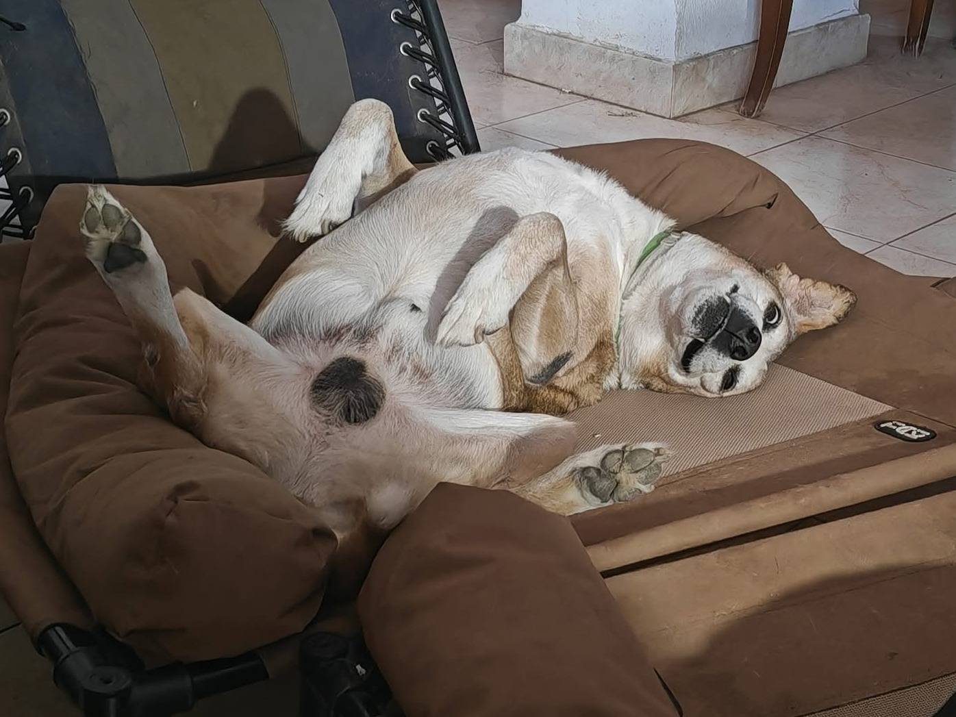 Adotta un cane, taglia media, maschio, Vibo