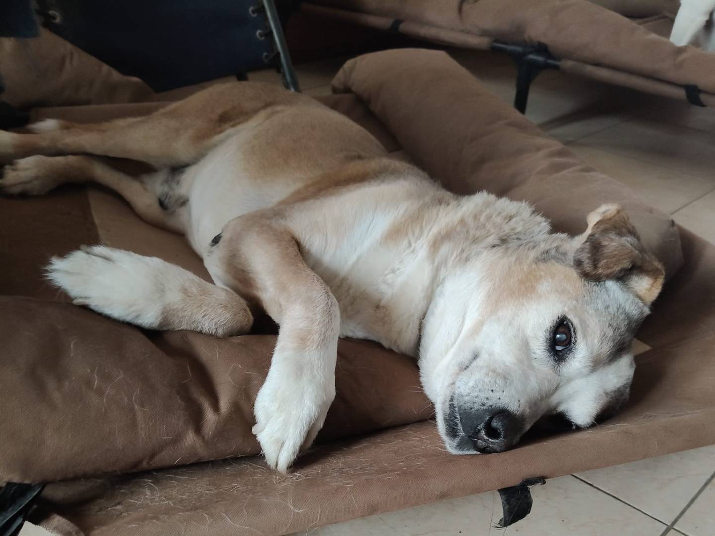 Adotta il cane BUCK a Vibo