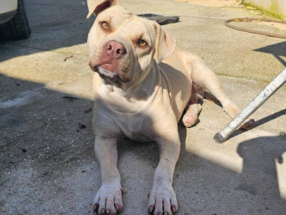 Adotta un cane, maschio, 11 mesi, Trapani