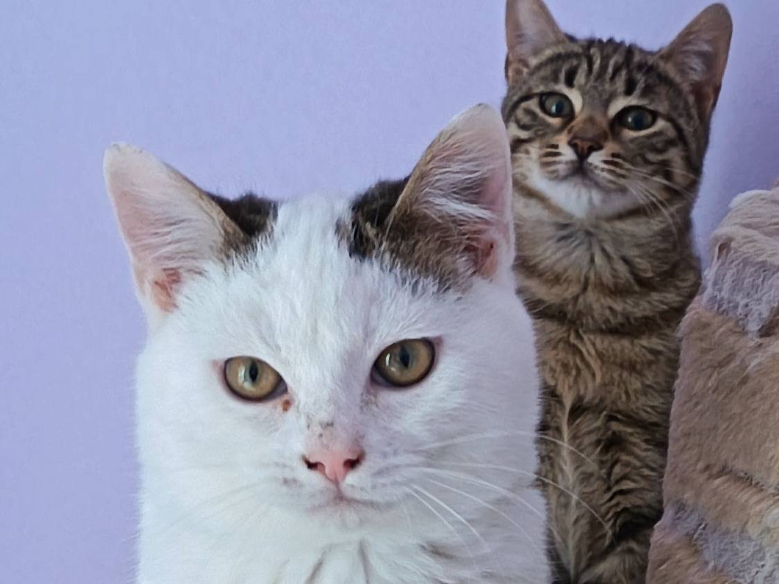 Adotta un gatto, maschio, 3 mesi, Milano