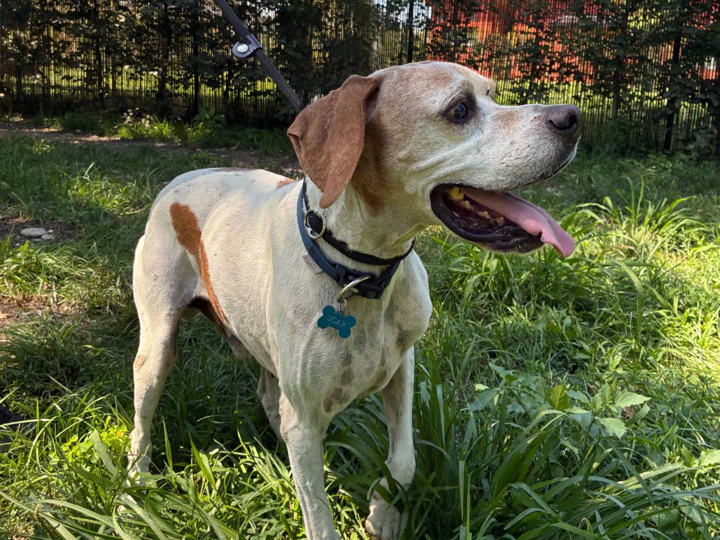 Adotta un cane, maschio, 9 anni e 1 mese, Milano