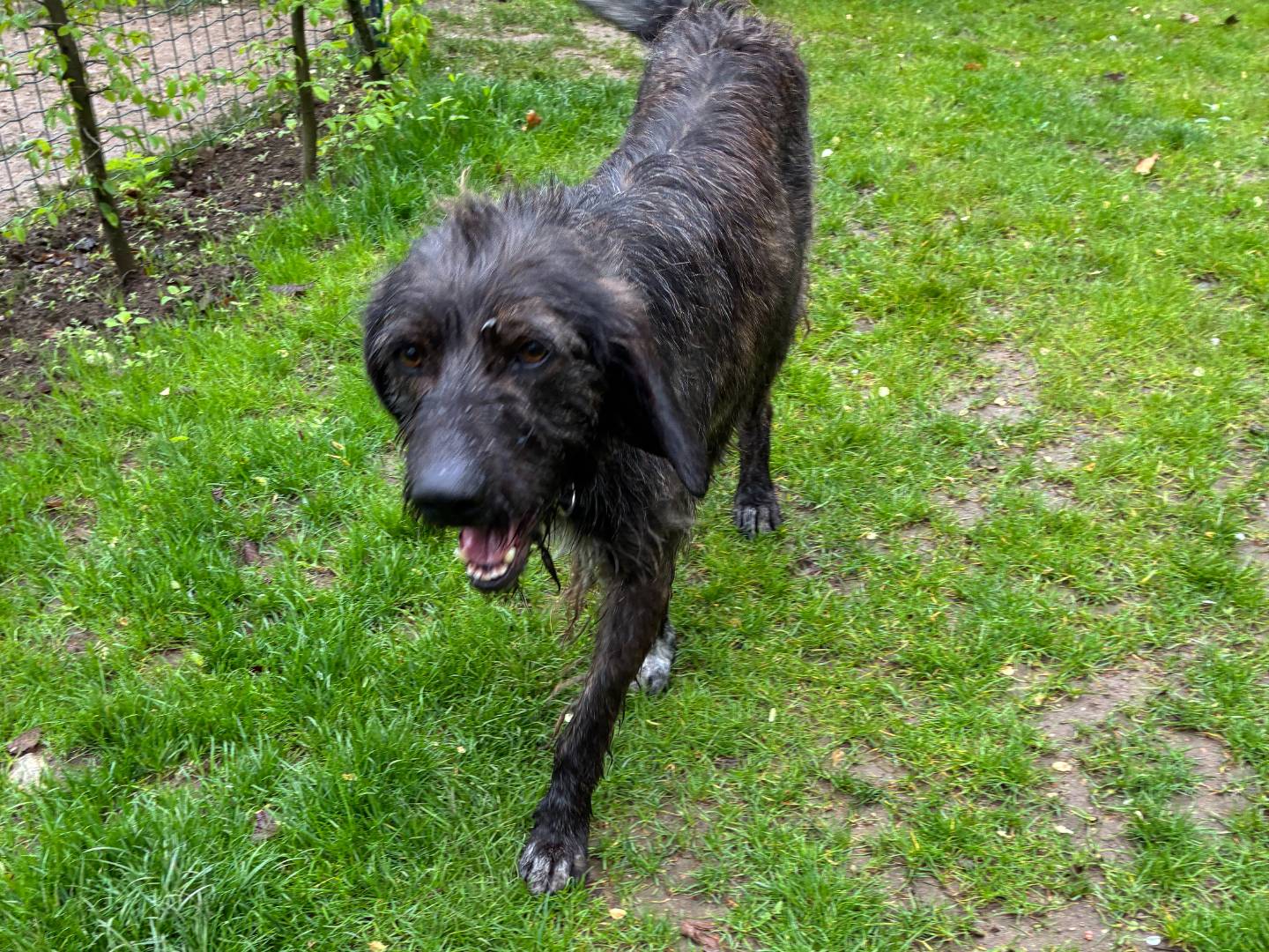 Vuoi adottare un cane a Milano?