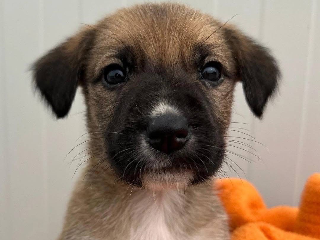 Adozione cane, femmina, Razza sconosciuta Razza sconosciuta, 2 mesi, taglia media, Siracusa