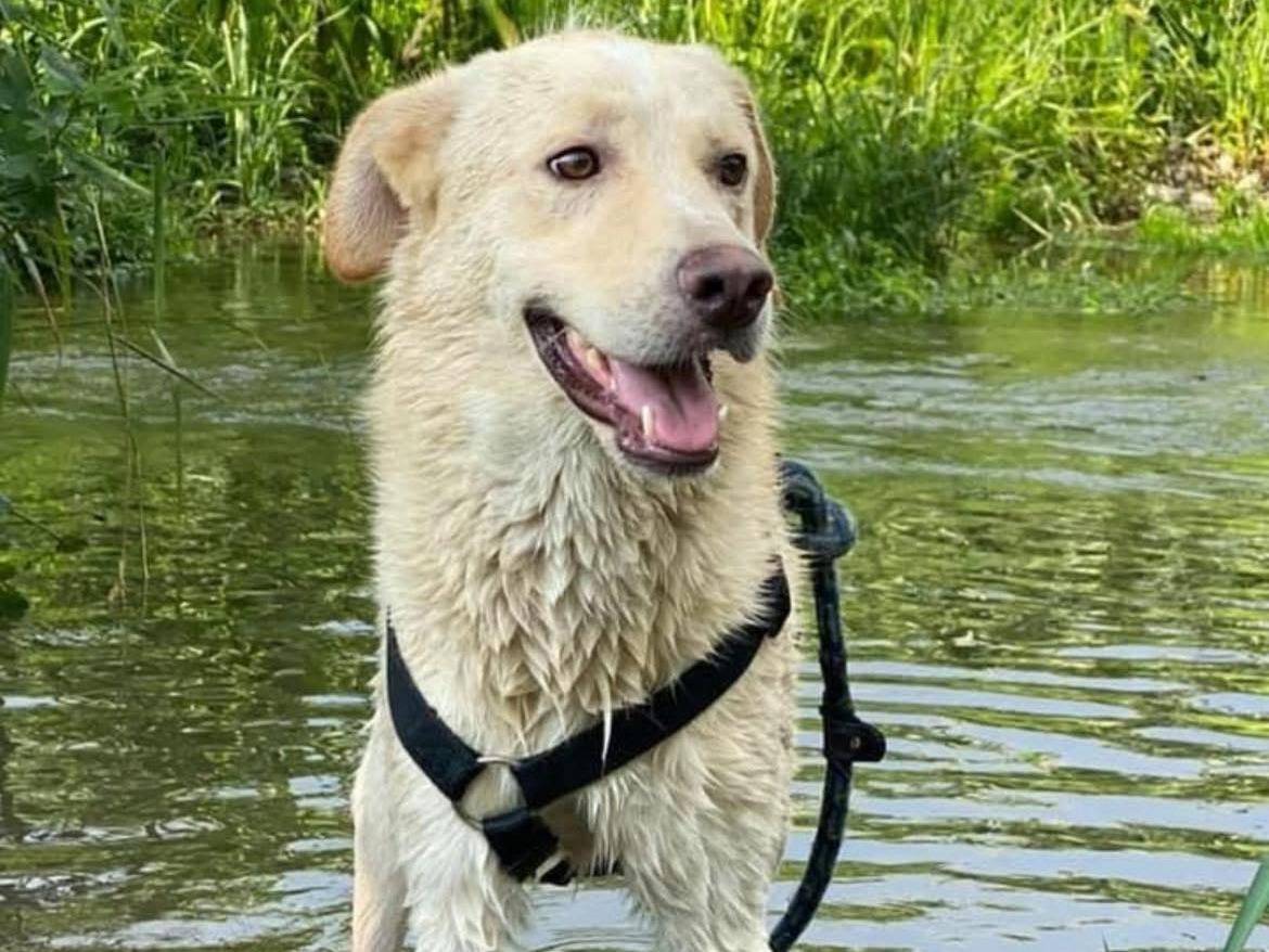 Adozione cane, maschio, Razza sconosciuta Razza sconosciuta, 5 anni e 2 mesi, taglia media, Bergamo