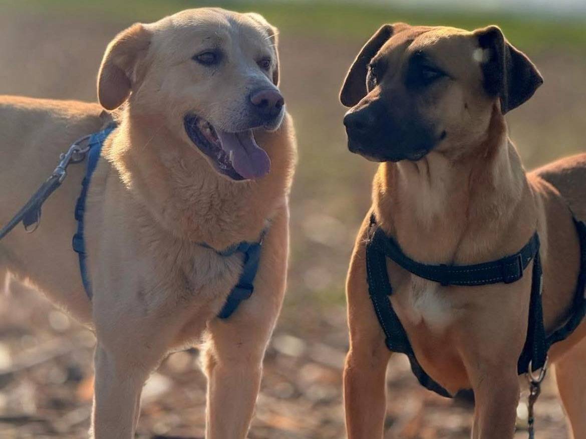 Adotta un cane, maschio, 5 anni e 2 mesi, Bergamo