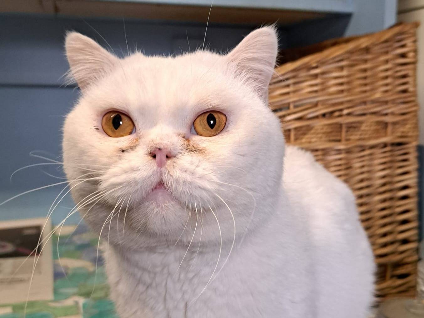 Adozione gatto, maschio, American Shorthair Razza sconosciuta, 2 anni e 10 mesi, taglia non valida, Milano