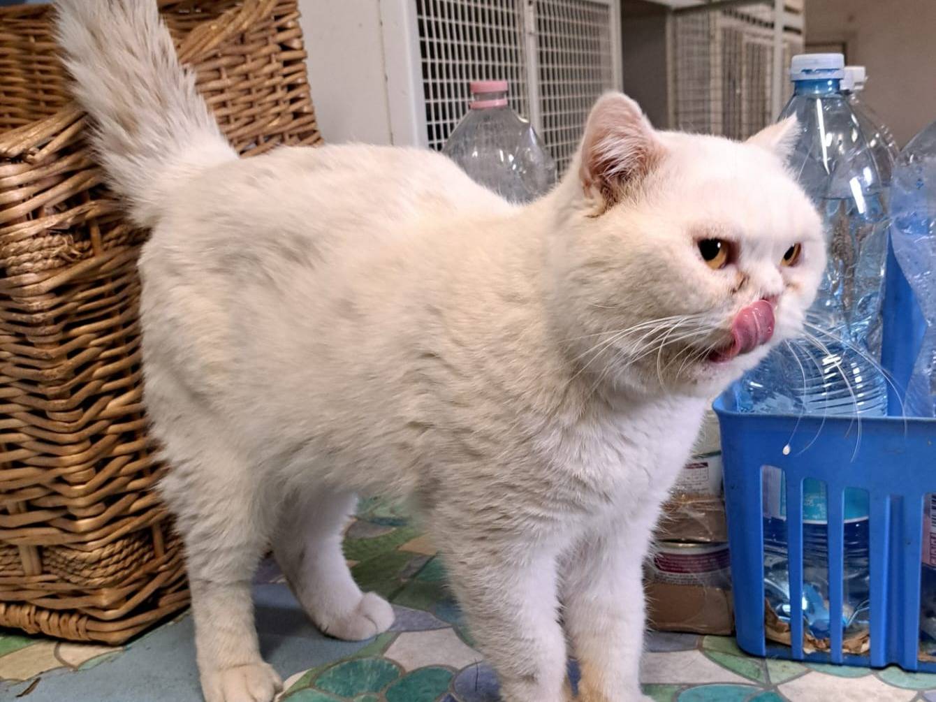 Adotta un gatto, maschio, 2 anni e 10 mesi, Milano