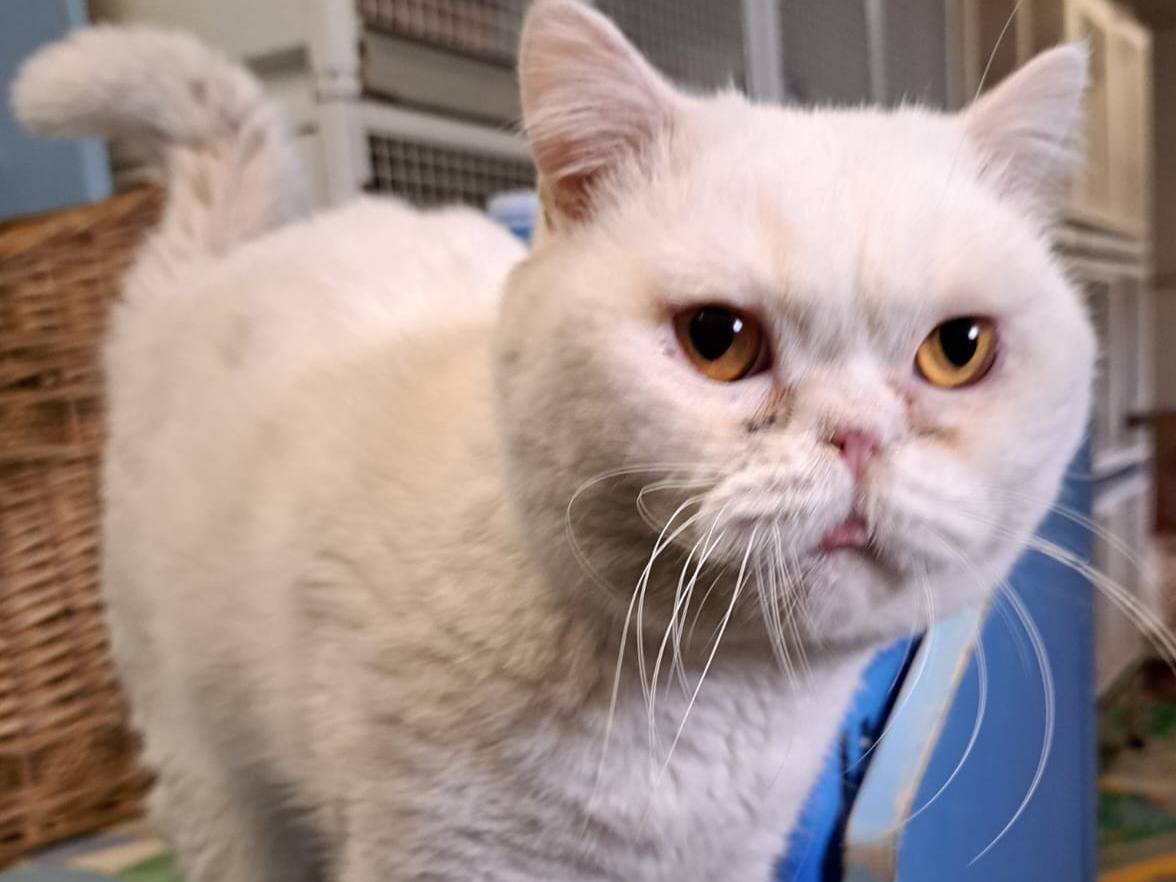 Adotta un gatto, taglia non valida, maschio, Milano