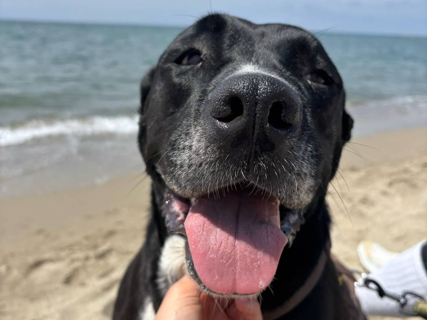 Adozione cane, femmina, Amstaff Razza sconosciuta, 4 anni e 4 mesi, taglia media, Caserta