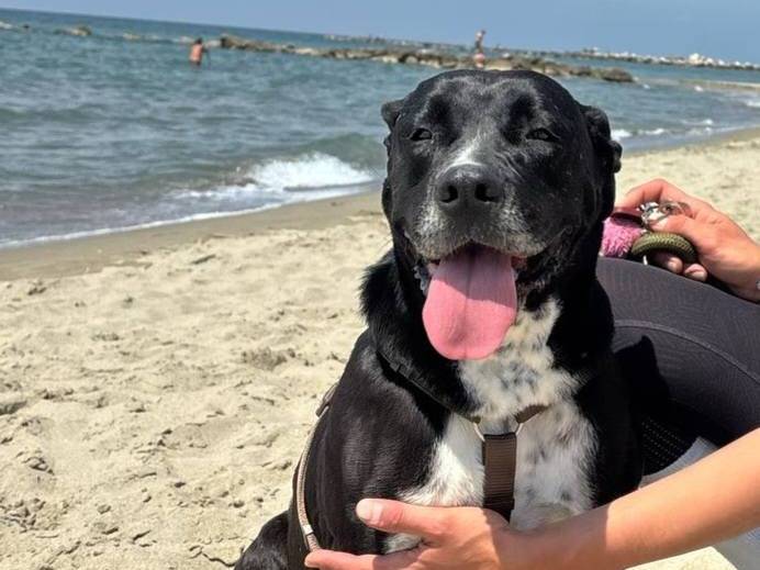 Adotta un cane, femmina, 4 anni e 4 mesi, Caserta