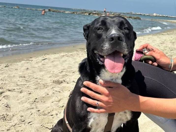 Adotta il cane SASHA NERA a Caserta