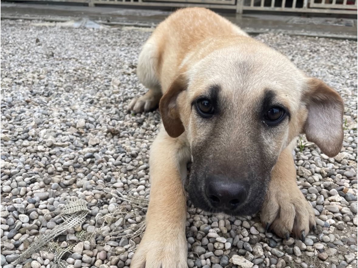 Adotta un cane, taglia media, femmina, Treviso