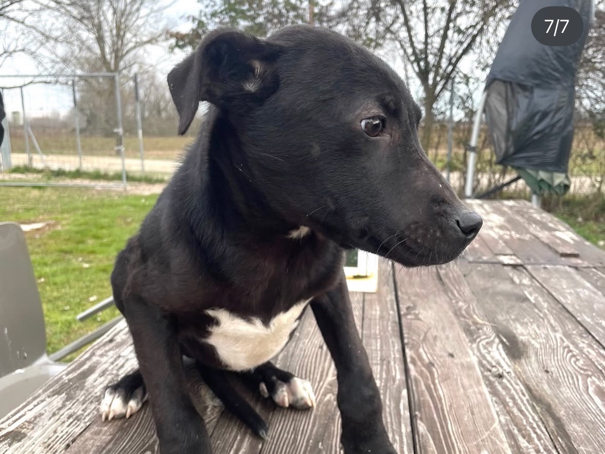 Adotta il cane Sera  a Treviso