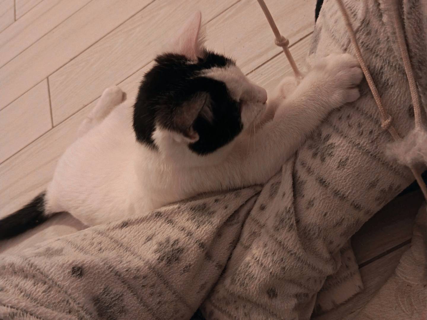 Adotta il gatto Cappy a Milano