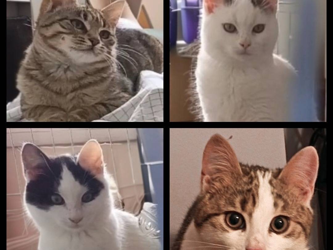 Vuoi adottare un gatto a Milano?