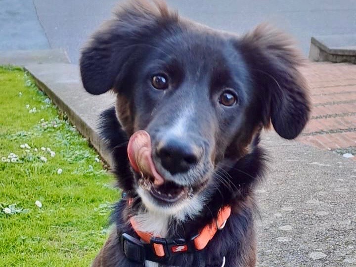 Adotta un cane, taglia media, femmina, Genova