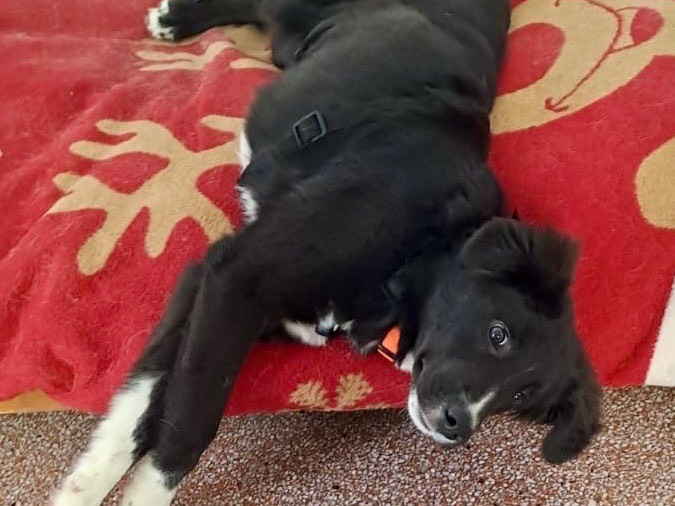 Vuoi adottare un cane a Genova?