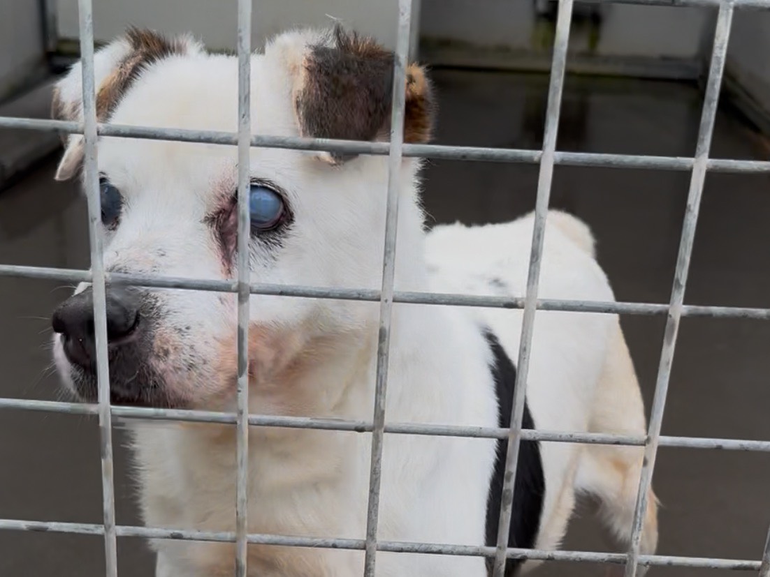 Adozione cane, maschio, Razza sconosciuta Razza sconosciuta, 8 anni, taglia media contenuta, Latina