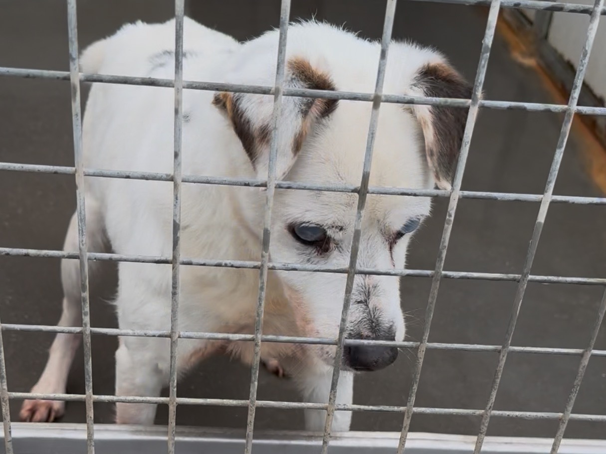 Adotta un cane, maschio, 8 anni, Latina