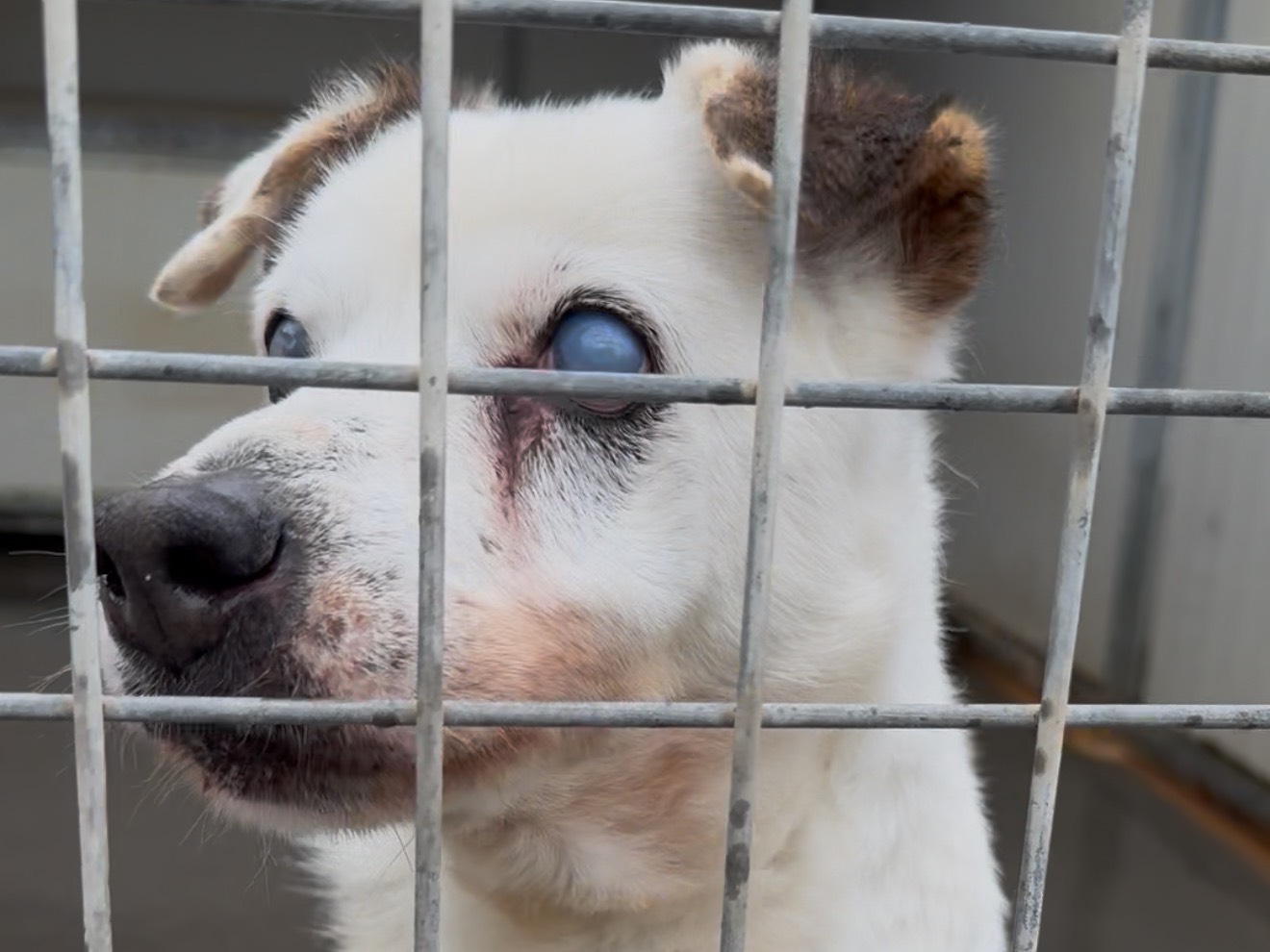 Adotta un cane, taglia media contenuta, maschio, Latina
