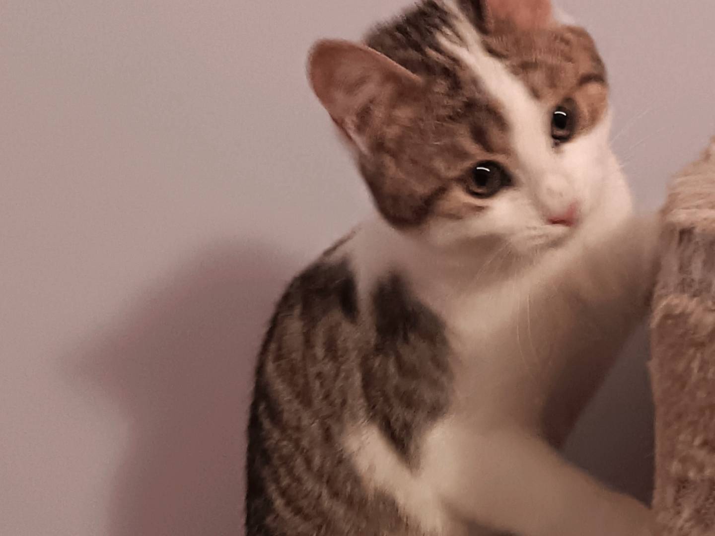 Vuoi adottare un gatto a Milano?