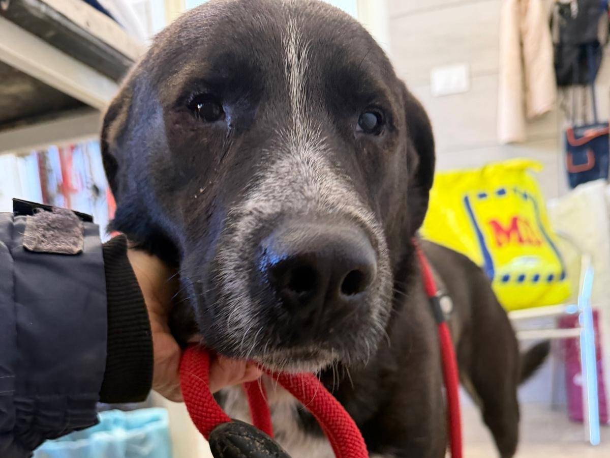 Adotta un cane, maschio, 2 anni e 2 mesi, Crotone