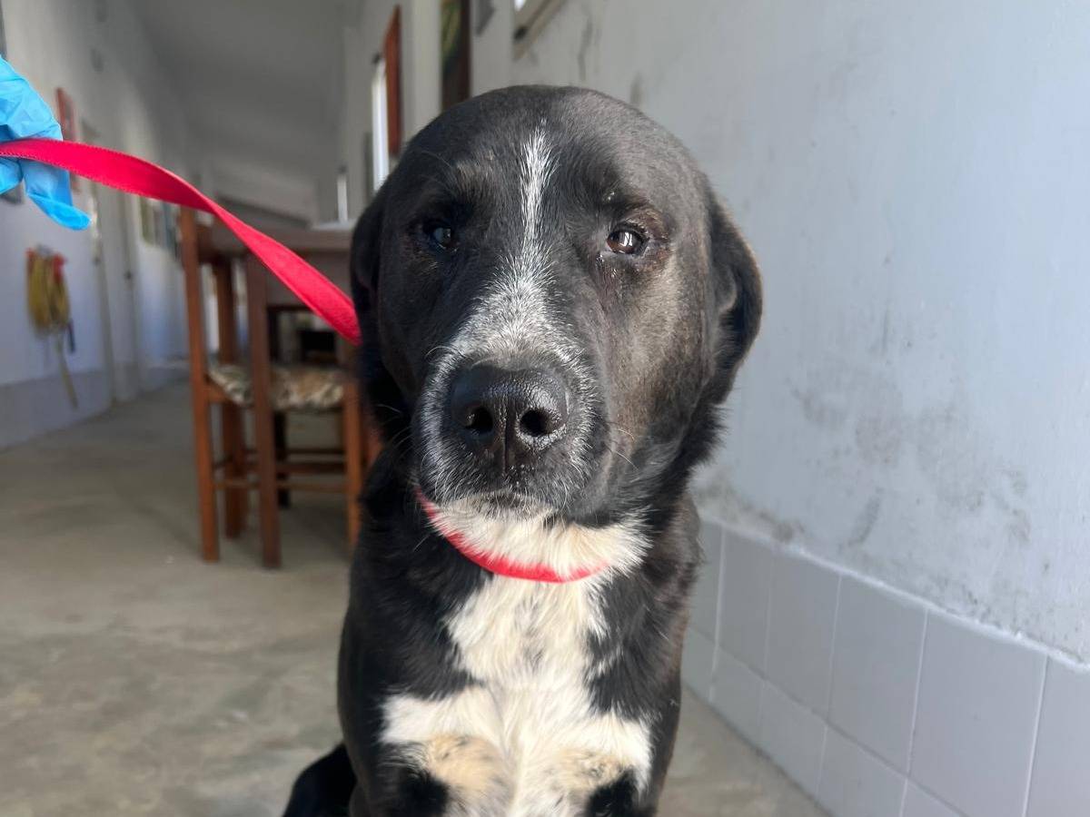 Adotta un cane, taglia media, maschio, Crotone