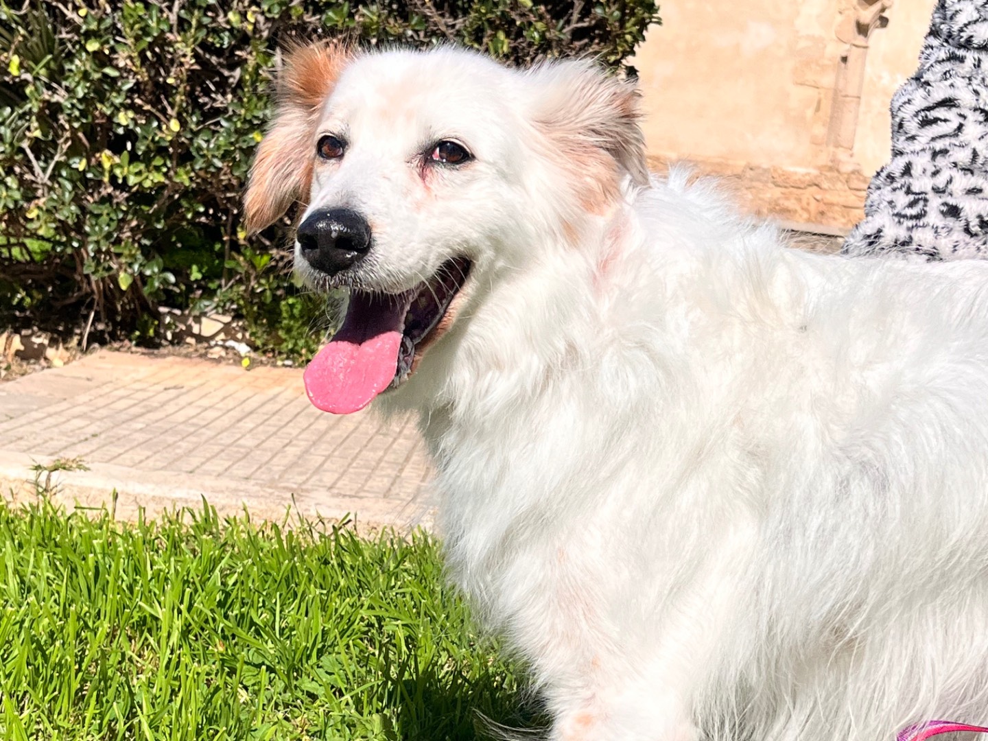 Adotta un cane, maschio, 6 anni, Siracusa