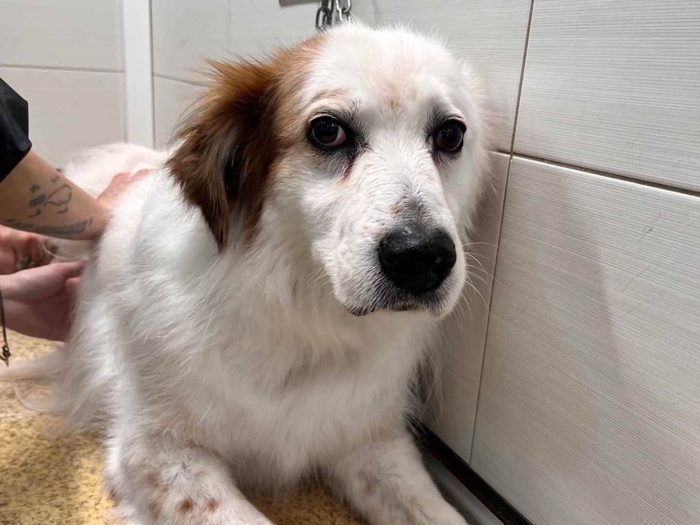 Adotta un cane, taglia media, maschio, Siracusa