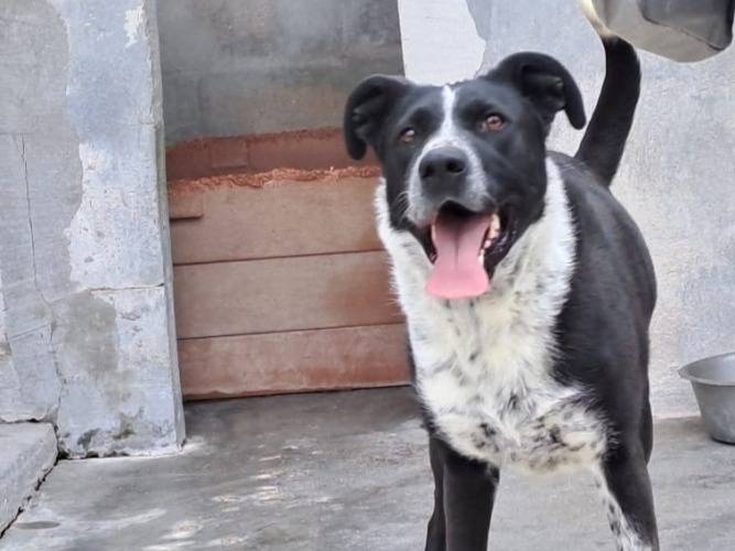 Adotta un cane, taglia media, femmina, Barletta