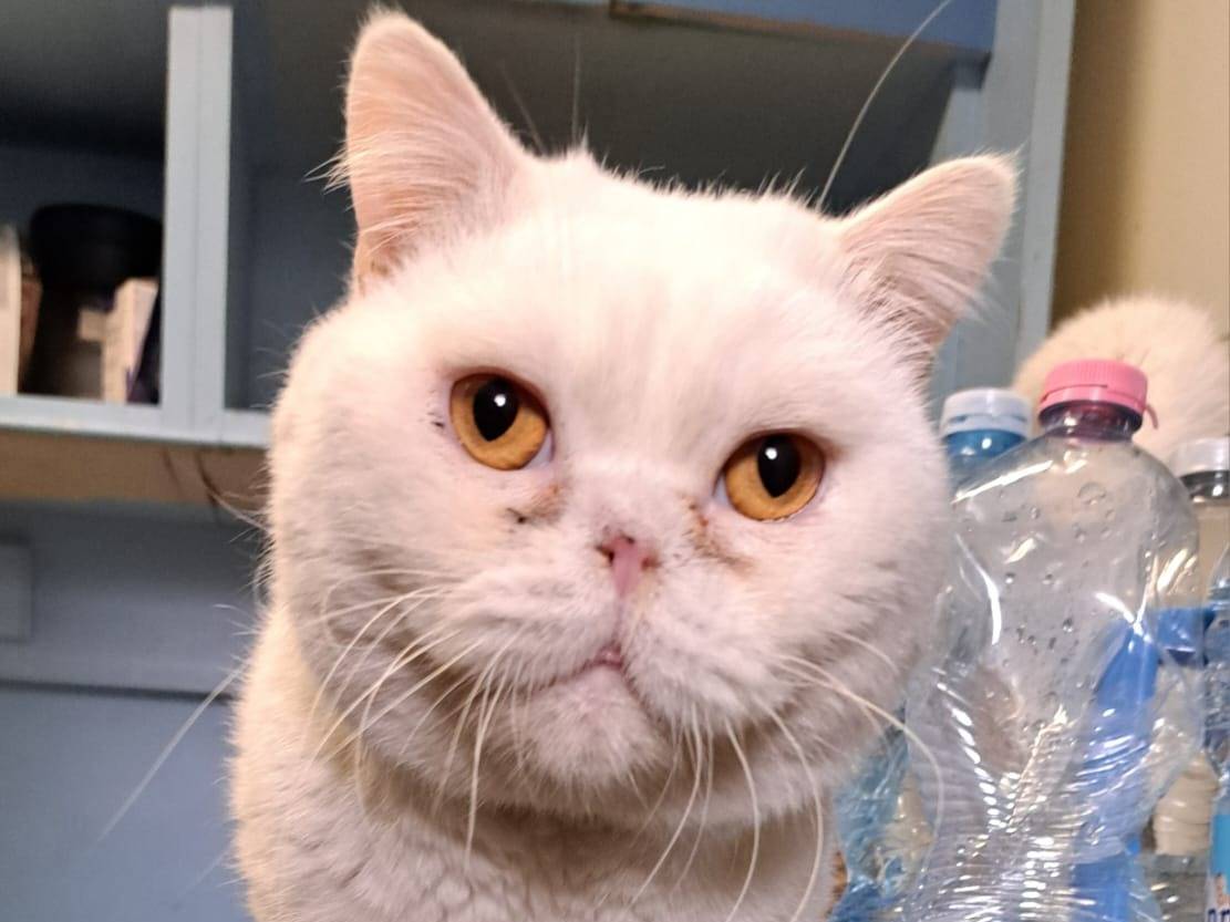 Adozione gatto, maschio, American Shorthair Razza sconosciuta, 2 anni e 6 mesi, taglia non valida, Milano