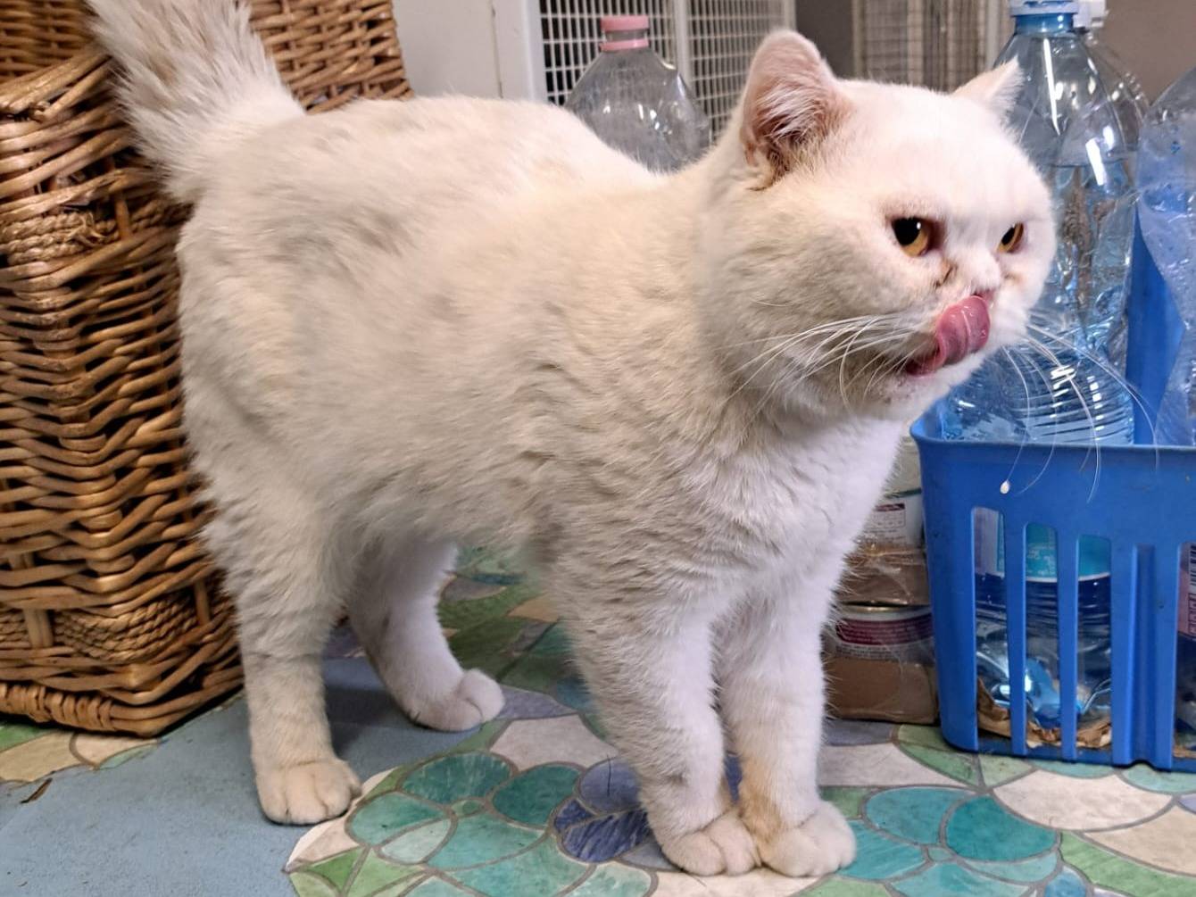 Adotta un gatto, maschio, 2 anni e 6 mesi, Milano